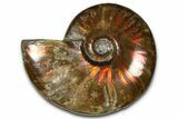 Polished Red Flash Ammonite (Cleoniceras) Fossil - Madagascar #367720-1